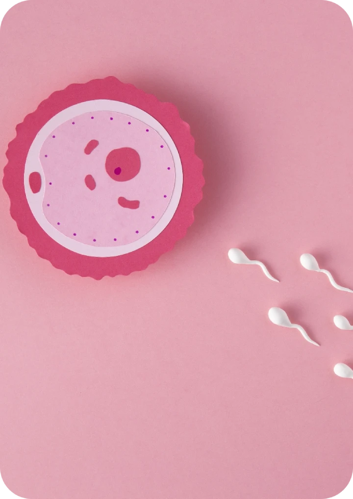 picture of flat lay fertility